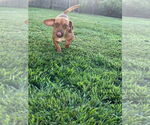 Small #6 Dachshund Mix