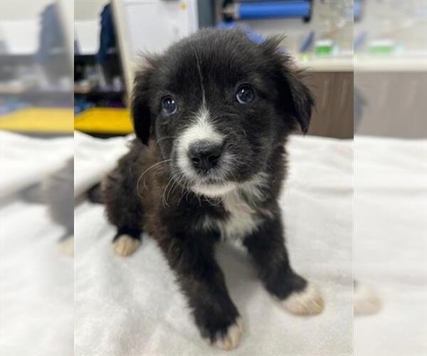 Medium Photo #1 Border Collie-Unknown Mix Puppy For Sale in Baytown, TX, USA