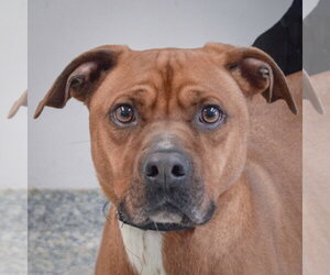 Bubba - Male Unknown-Vizsla Mix Dog for Adoption