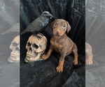 Small Photo #9 Doberman Pinscher Puppy For Sale in YUCCA VALLEY, CA, USA