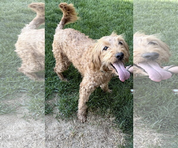 Medium Photo #2 Goldendoodle Puppy For Sale in Sandy, UT, USA