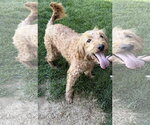 Small #1 Goldendoodle