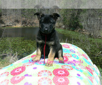 Small #3 German Shepherd Dog