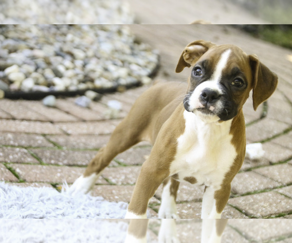 Medium Photo #5 Boxer Puppy For Sale in SHIPSHEWANA, IN, USA