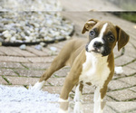 Small #4 Boxer