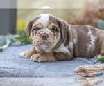 Small #2 Beabull