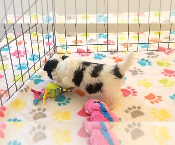 Medium Photo #6 Papitese Puppy For Sale in ORO VALLEY, AZ, USA