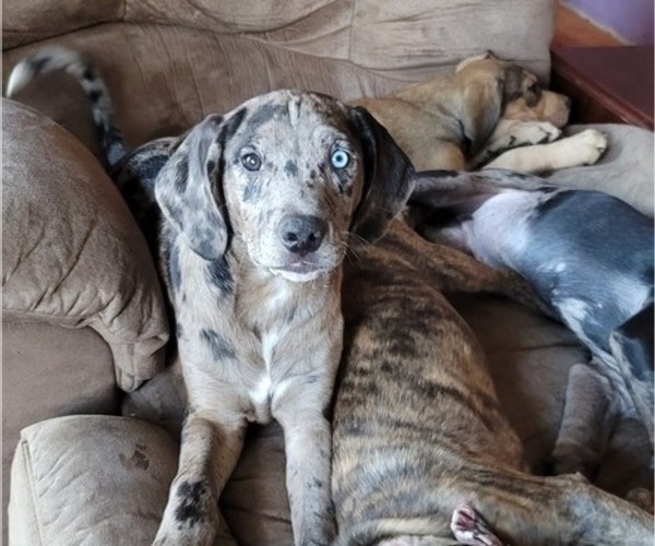 Medium Photo #3 Catahoula Leopard Dog Puppy For Sale in CLAREMONT, NC, USA