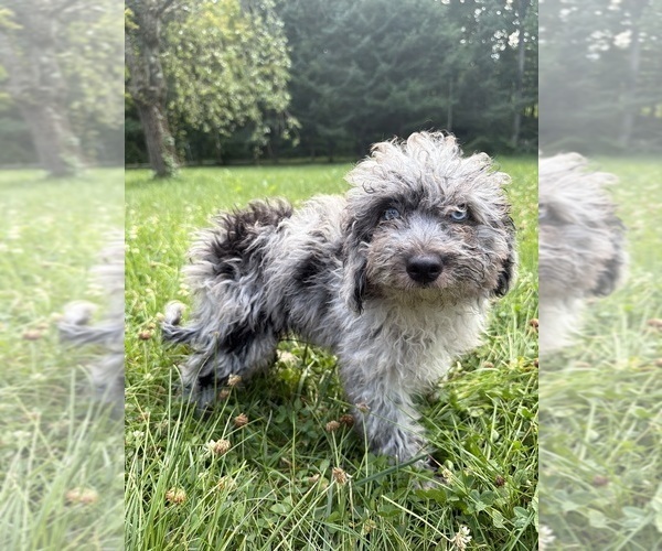 Medium Photo #33 Cavapoo (Miniature) Puppy For Sale in DURHAM, CT, USA
