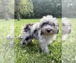 Small #32 Cavapoo (Miniature)