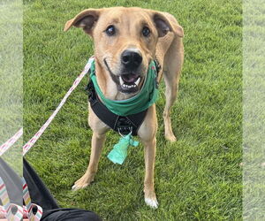 Mutt Dogs for adoption in Brooklyn Center, MN, USA