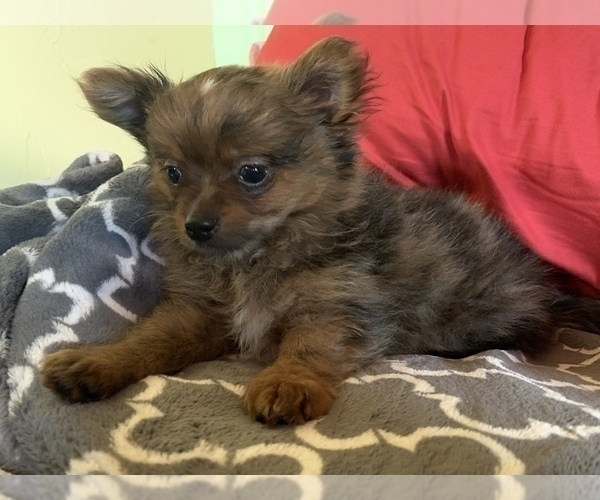 Medium Photo #13 Pomeranian Puppy For Sale in KEAAU, HI, USA