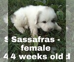 Small Photo #42 Great Pyrenees Puppy For Sale in HILLSVILLE, VA, USA
