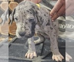 Puppy LOLA Great Dane