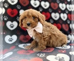 Small #4 Cavapoo (Miniature)