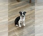 Small #2 Boston Terrier