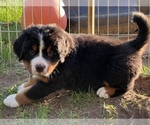Small #9 Great Bernese