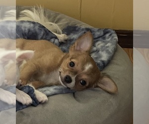 Chihuahua Puppy for sale in VERO BEACH, FL, USA
