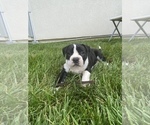 Small Photo #3 American Bulldog Puppy For Sale in NASHVILLE, TN, USA