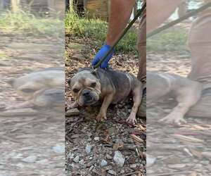 Jewel (GA) - Female French Bulldog-Unknown Mix Dog for Adoption - Photo #3