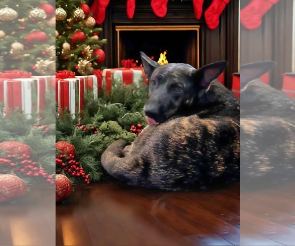 Medium Photo #2 Dutch Shepherd -Unknown Mix Puppy For Sale in Sandy, UT, USA
