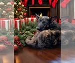 Small #1 Dutch Shepherd  Mix