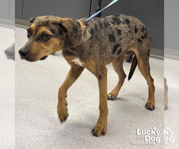 Medium Photo #4 Catahoula Leopard Dog-Retriever  Mix Puppy For Sale in Washington, DC, USA