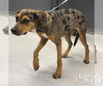 Small #3 Catahoula Leopard Dog-Retriever  Mix