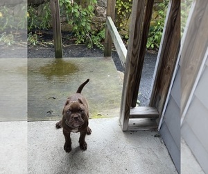 American Bully Puppy for sale in SOUTHINGTON, CT, USA