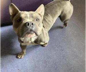 American Pit Bull Terrier Dogs for adoption in Santa Maria, CA, USA