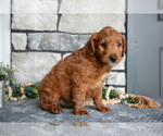 Small Photo #9 Goldendoodle (Miniature) Puppy For Sale in HOLMESVILLE, OH, USA