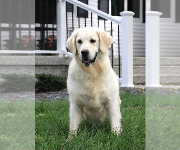 Medium Photo #2 English Cream Golden Retriever Puppy For Sale in SYRACUSE, IN, USA