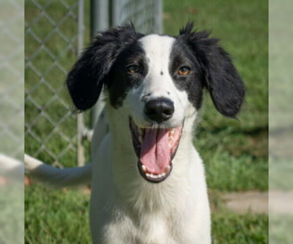 Medium Photo #1 English Springer Spaniel-Unknown Mix Puppy For Sale in Easton, MD, USA