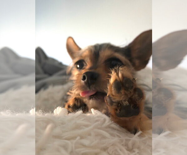 Medium Photo #4 Mutt Puppy For Sale in Arlington, VA, USA