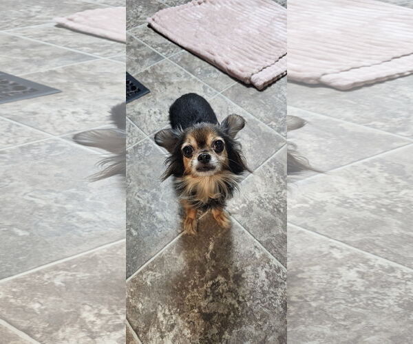 Medium Photo #1 Chihuahua-Unknown Mix Puppy For Sale in Oakhurst, NJ, USA