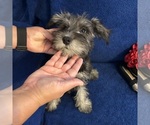 Small #22 Schnauzer (Miniature)