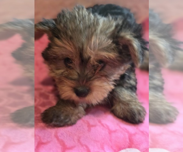 Medium Photo #18 Yorkshire Terrier Puppy For Sale in AKRON, OH, USA