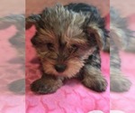 Puppy 3 Yorkshire Terrier