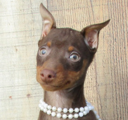Miniature Pinscher Puppy for sale in FOYIL, OK, USA