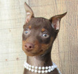 Small Photo #1 Miniature Pinscher Puppy For Sale in FOYIL, OK, USA