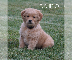 Golden Retriever Puppy for sale in FREDERICKSBG, OH, USA