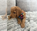 Small #13 Goldendoodle mix (+ Poodle Standard)