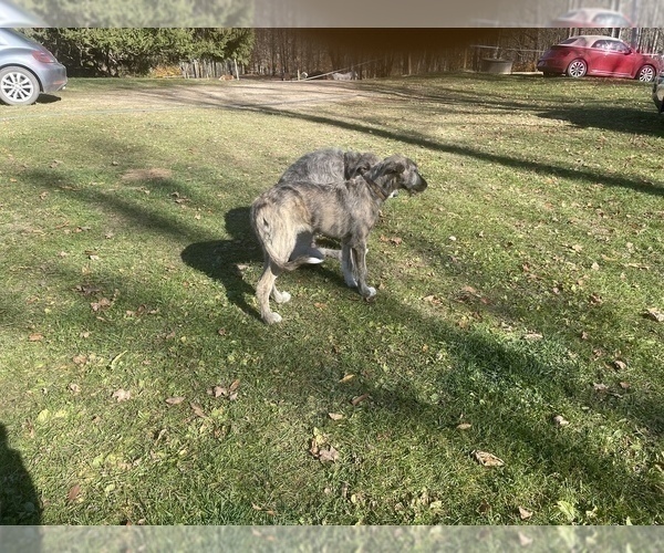 Medium Photo #5 Irish Wolfhound Puppy For Sale in BOUCKVILLE, NY, USA