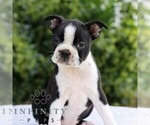 Small #1 Boston Terrier
