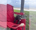 Small Cane Corso