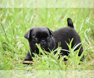 Pug Puppy for sale in PALM COAST, FL, USA
