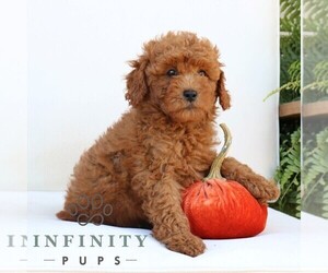 Goldendoodle (Miniature) Puppy for sale in LEOLA, PA, USA