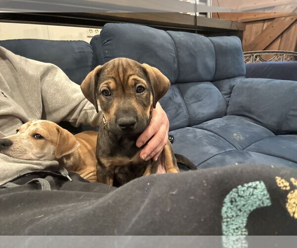 Medium Photo #3 Mutt Puppy For Sale in Plainfield, IL, USA