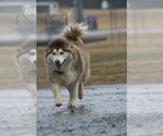 Small #11 Alaskan Malamute