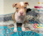 Small #3 Staffordshire Bull Terrier Mix